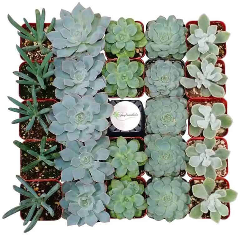Gift Guide for the Succulent Obsessed Sublime Succulents