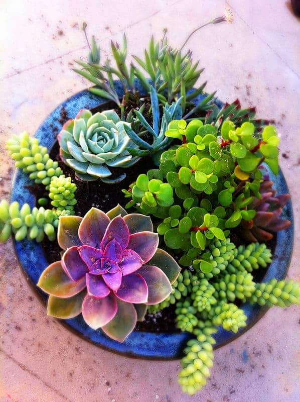 Welcome to Sublime Succulents!