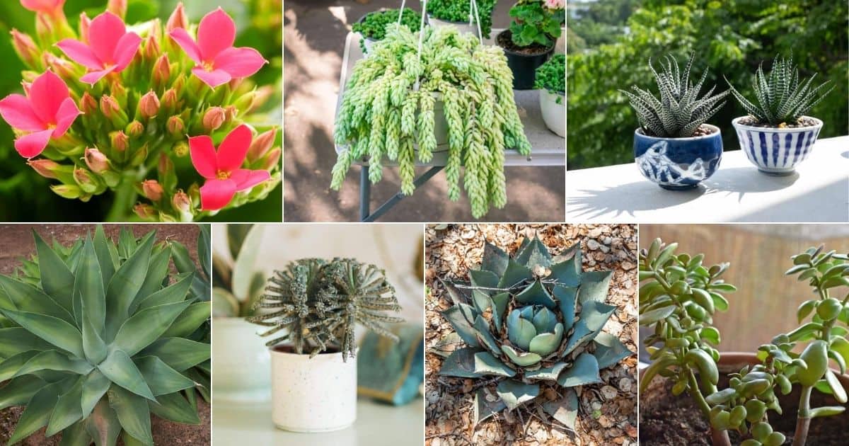 Collage of succulents for beginners,