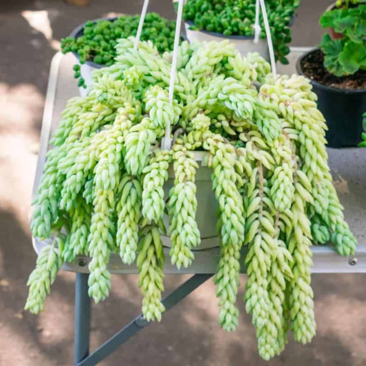 Donkey's tail in a hanging pot.
