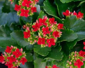 plantrescue.com