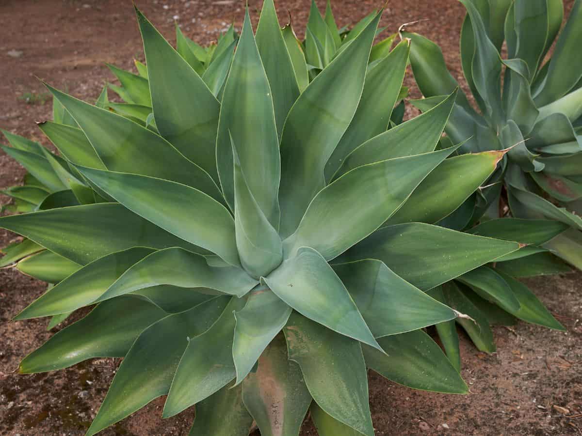 Agave attentuata outdoor close-up.