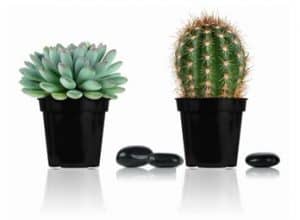 cactus succulent