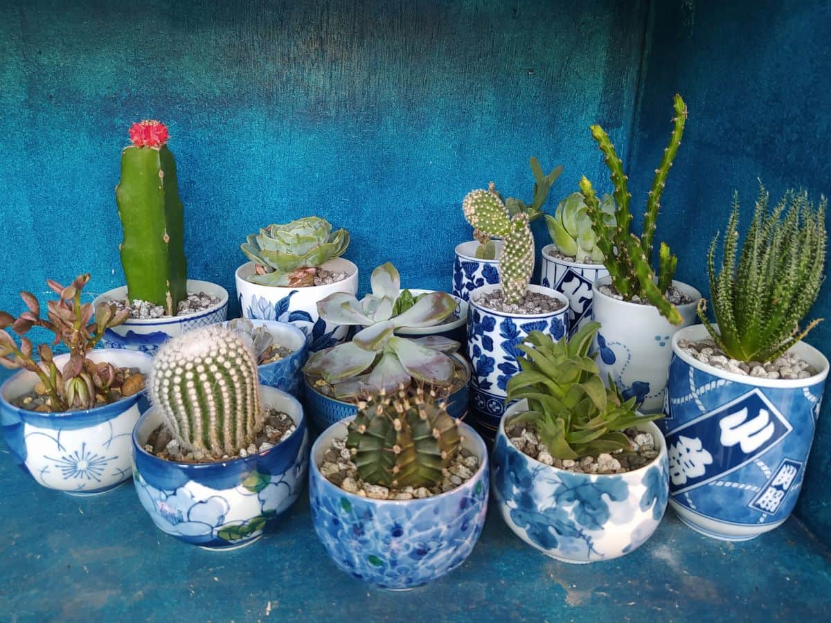 Different varieties of succulents in blue pots.