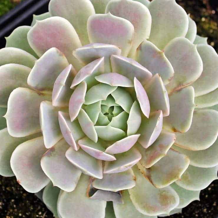 7 Succulents for Beginners