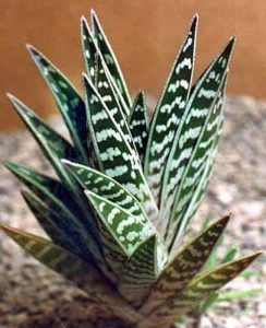 beginner succulents