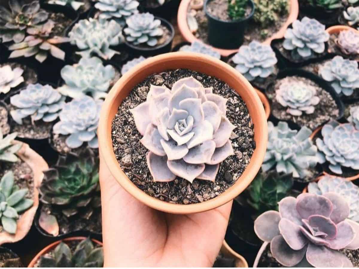 Hand holding a succulent in a pot.