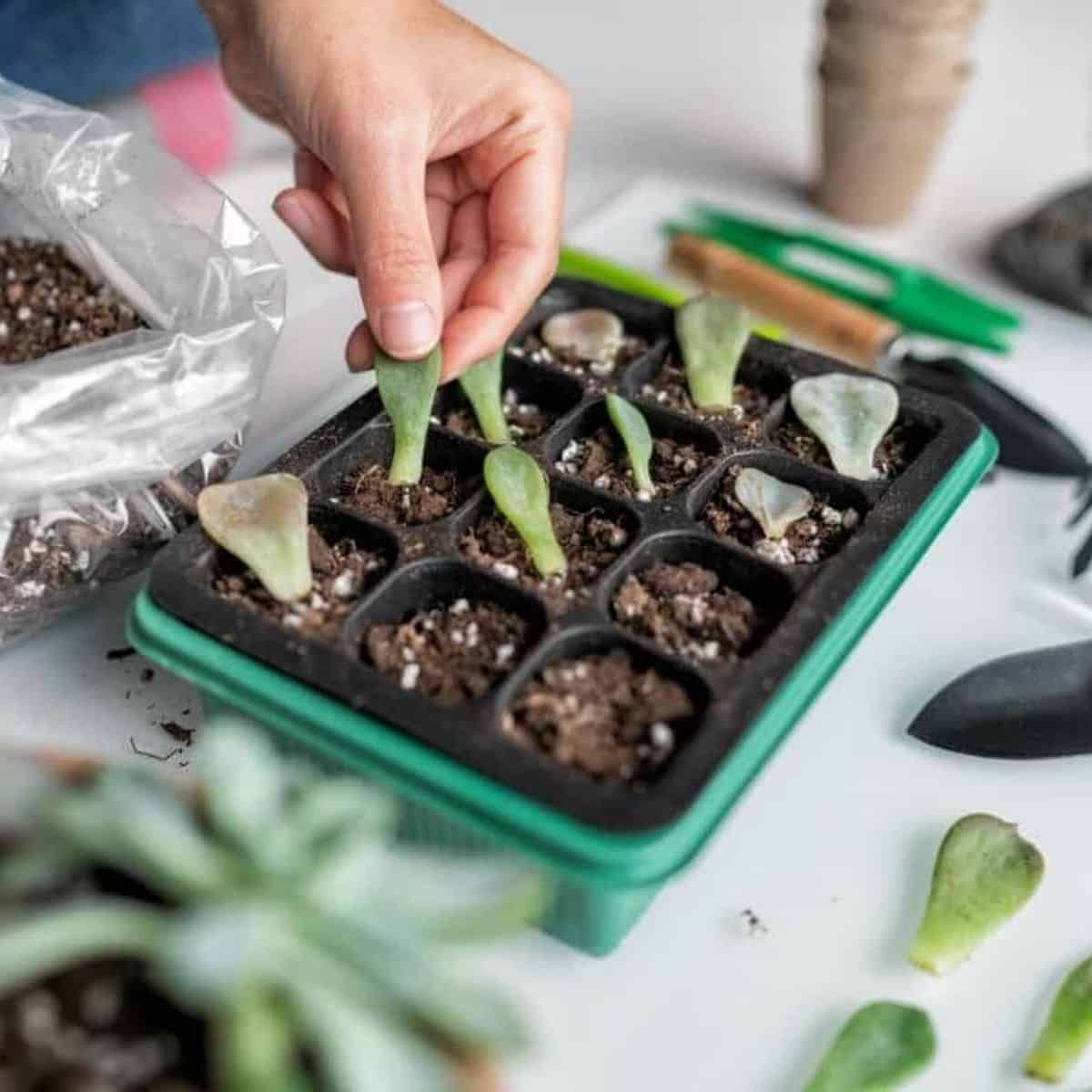 Hand touching succulent leaves in a tray.