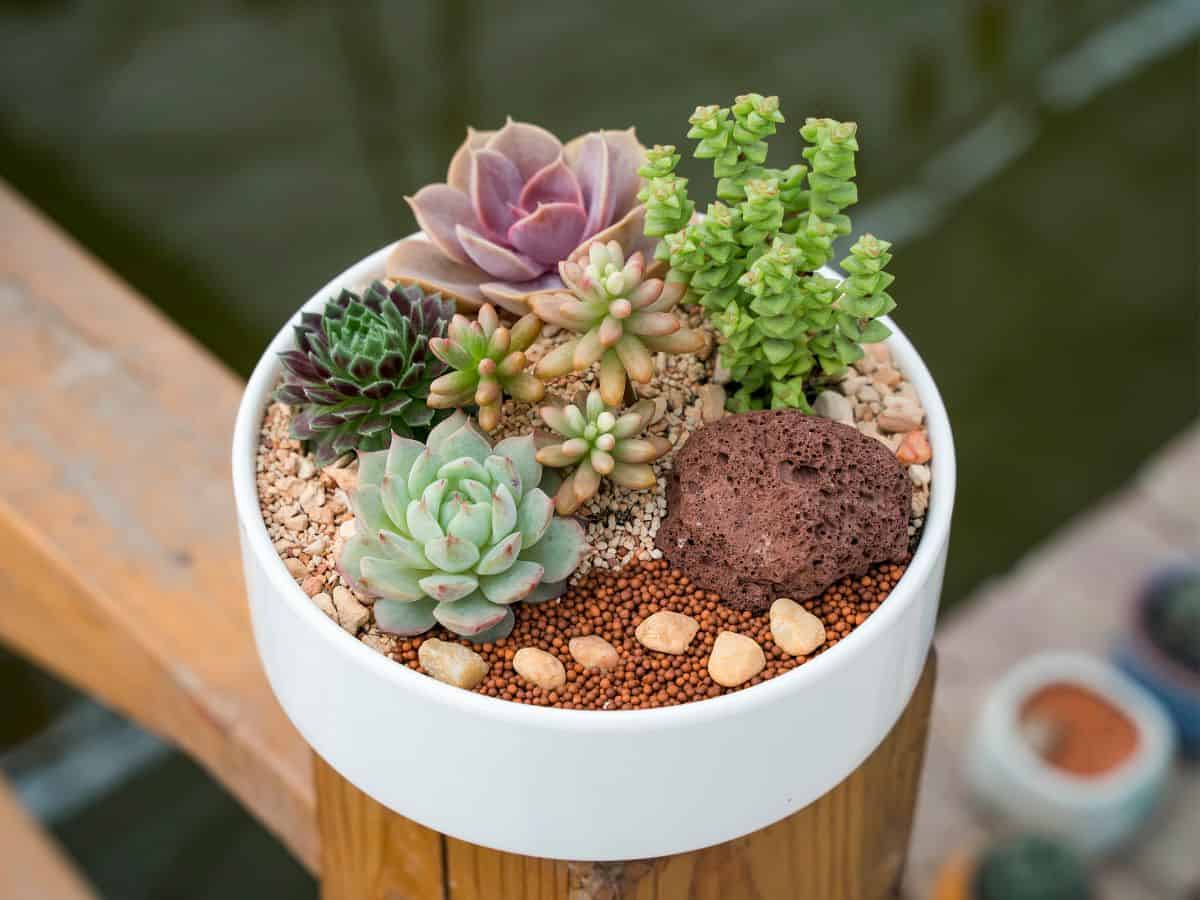 Different varieties of succulents growin g in a white pot.