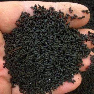 fertilizer succulent grow