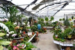 nursery garden