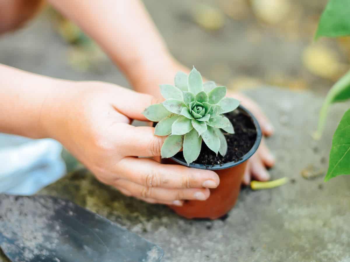 Hands holding a succulent plant in a pot.