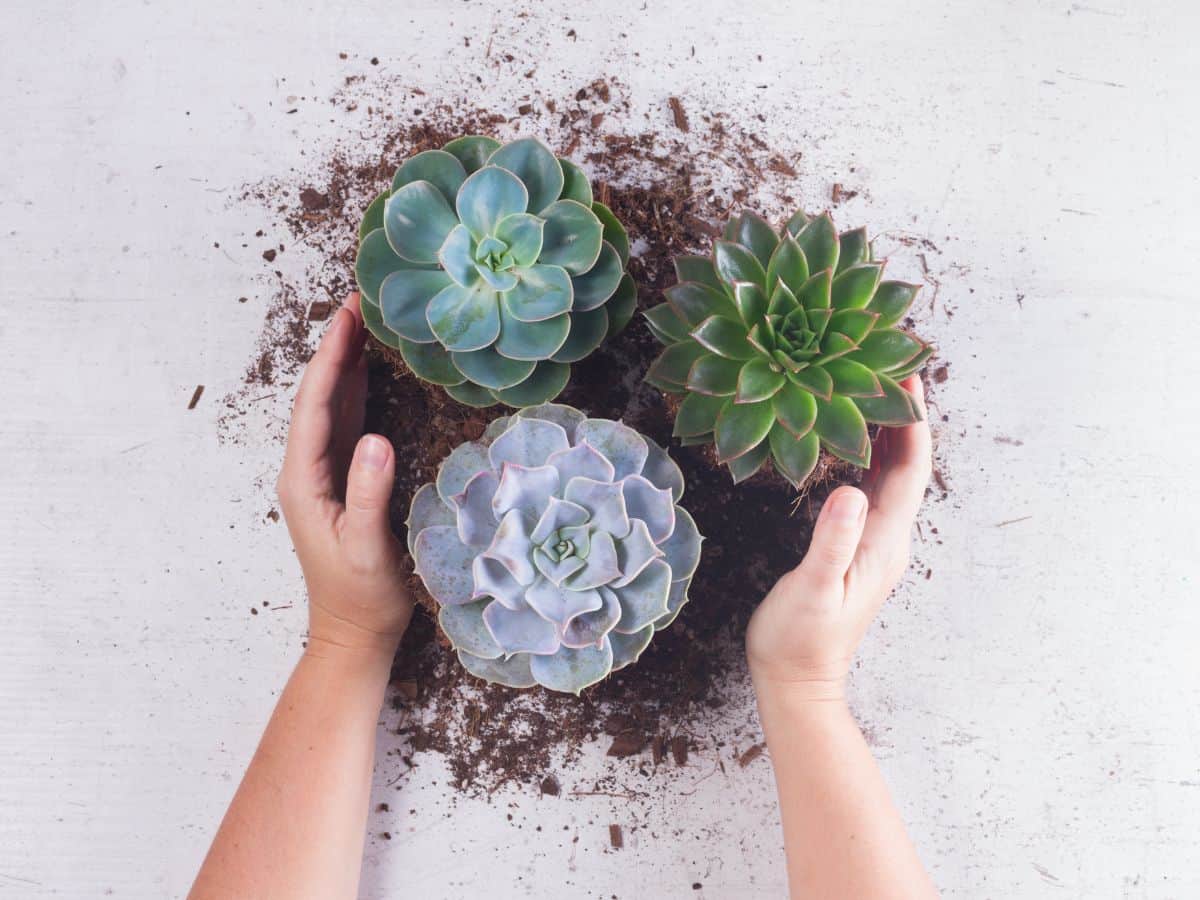 Hands touching succulents with soil.