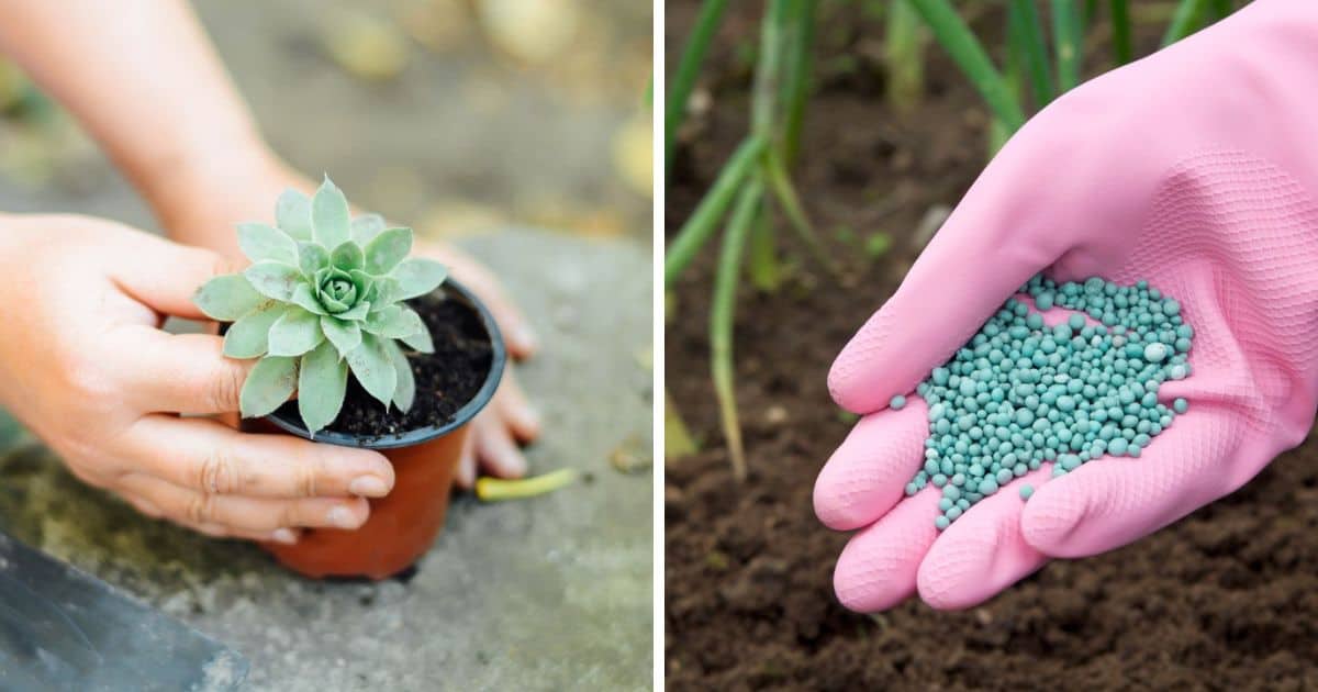 How and When to Fertilize Succulents For Plant Grow