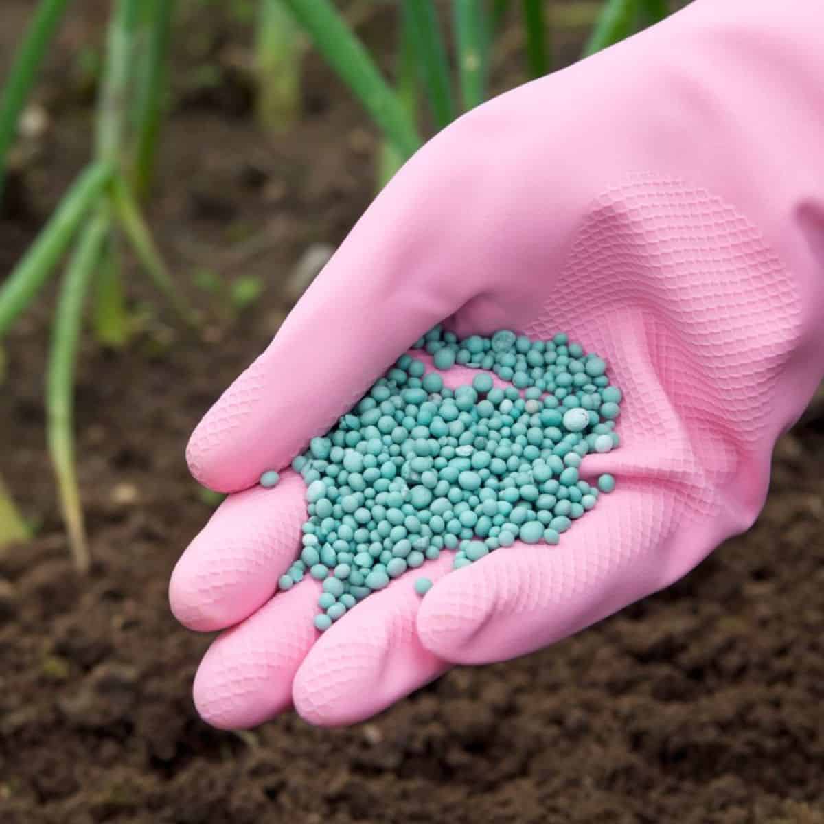 Hand with a pink glove holding a dry fertilizer over fresh soil.