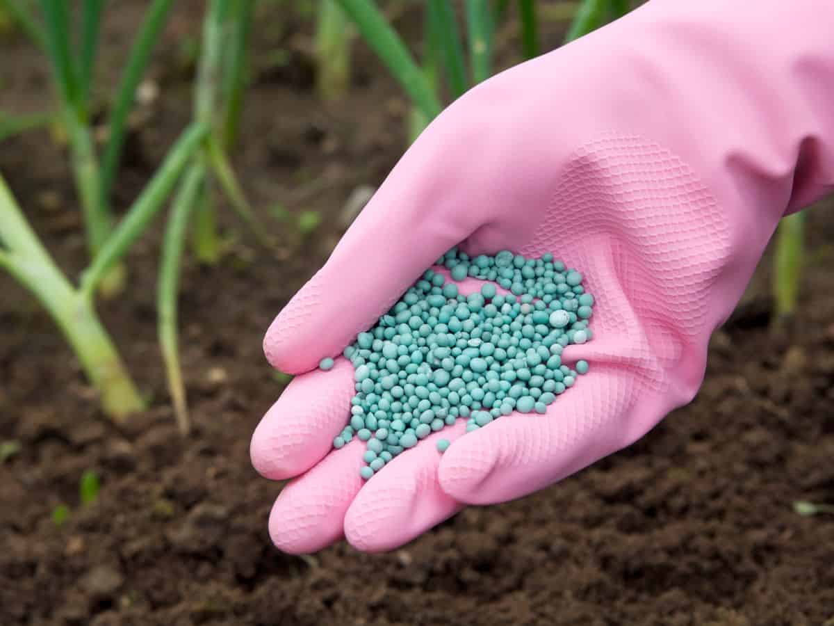 Hand with a pink glove holding a dry fertilizer over fresh soil.