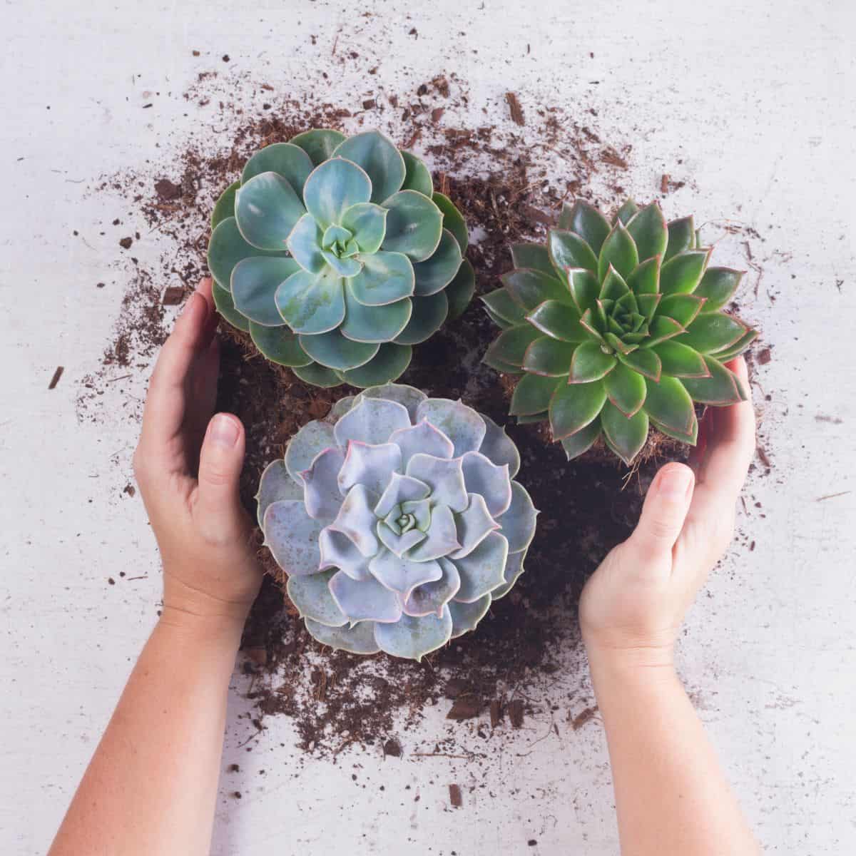 Hands touching succulents with soil.