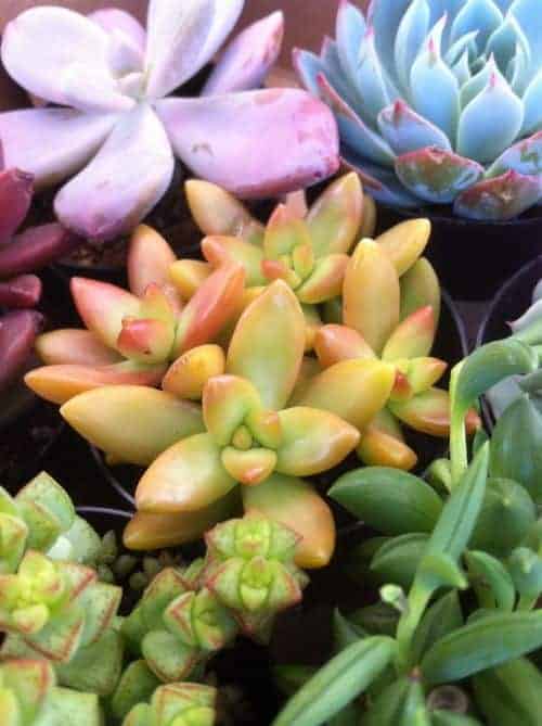 Where can I get some succulents?