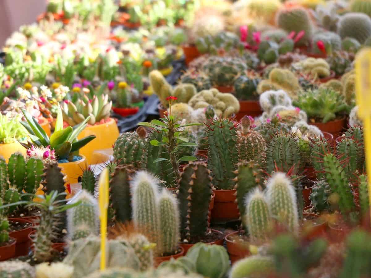 Different varieties of succulents in a store.