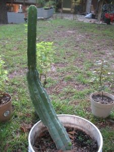 etiolated succulent