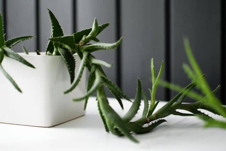 Healthy, compact succulent showing proper growth
