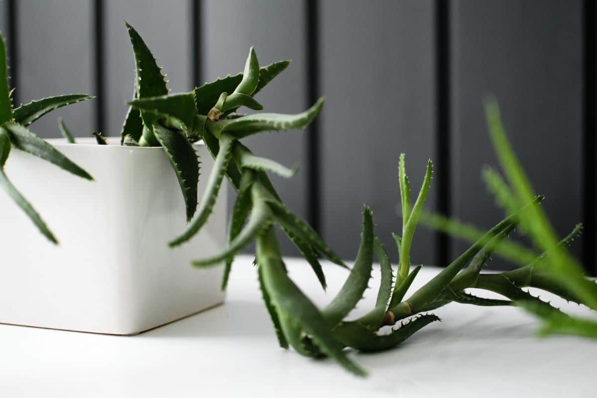 Aloe vera growing out of a pot.