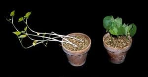 etiolation succulents