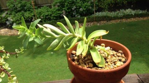 etiolation succulents