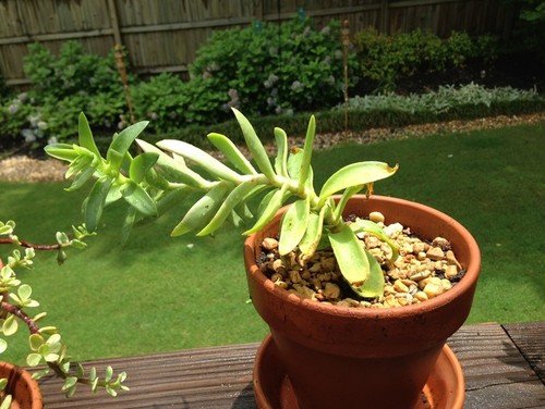 Tall succulent in a brown pot on a sunny day.