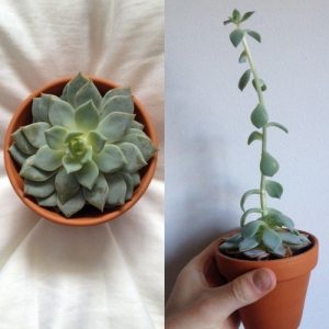 etiolation succulents