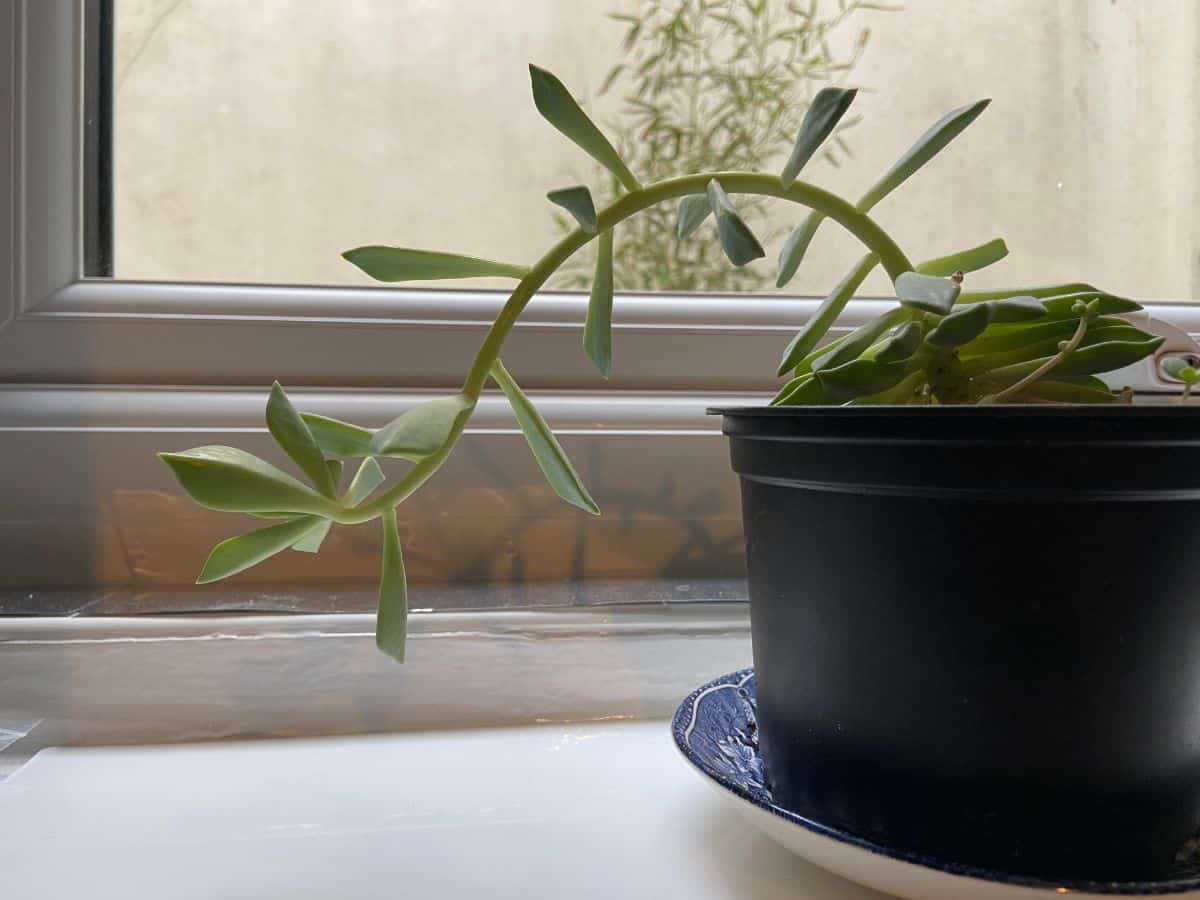 Succulent growing out of a pot near a window.