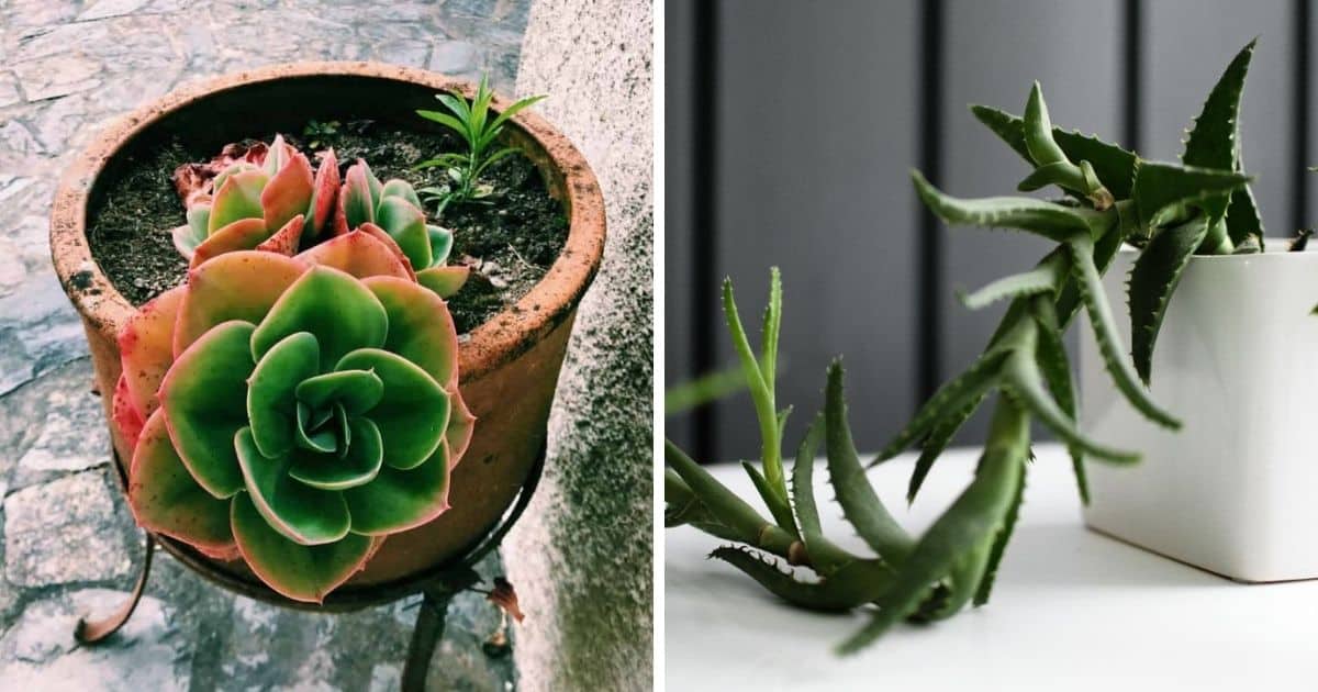 A severely etiolated succulent with elongated, pale stems stretching toward the light