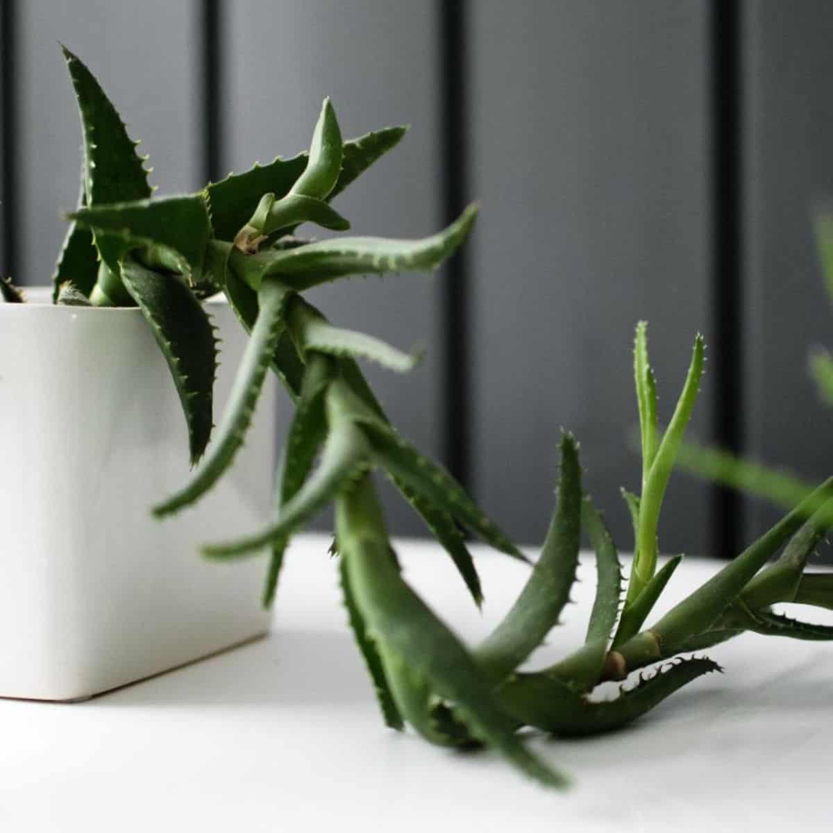 Aloe vera growing out of a pot.