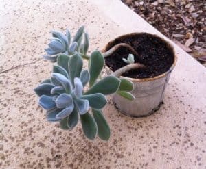 etiolation succulents