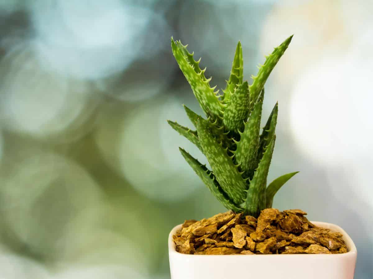 Aloe juvenna - Tiger Tooth Aloe growing in a pot.