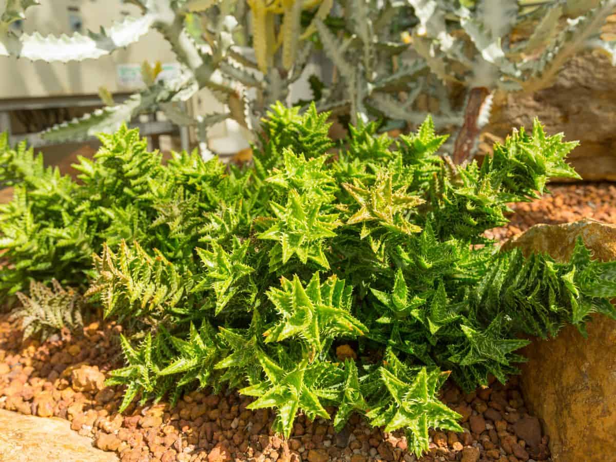 Aloe juvenna - Tiger Tooth Aloe growing outdoor.