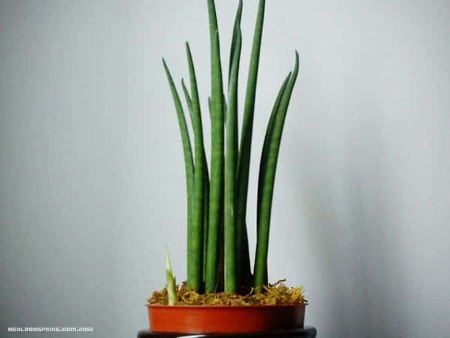 Sansevieria Cylindrica (African Spear) – Care Need to Know Tips