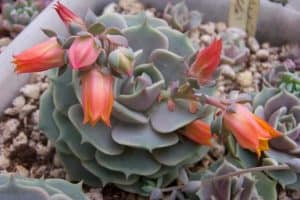 echeveria lola