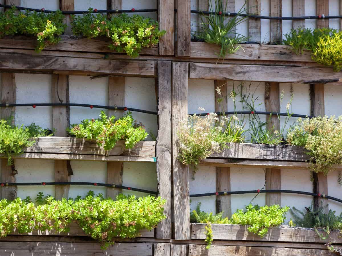 Vertical paller garden with plants.