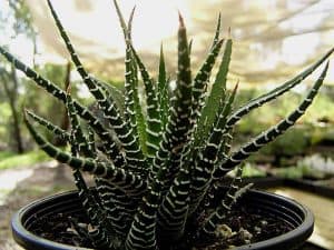 haworthia attenuata