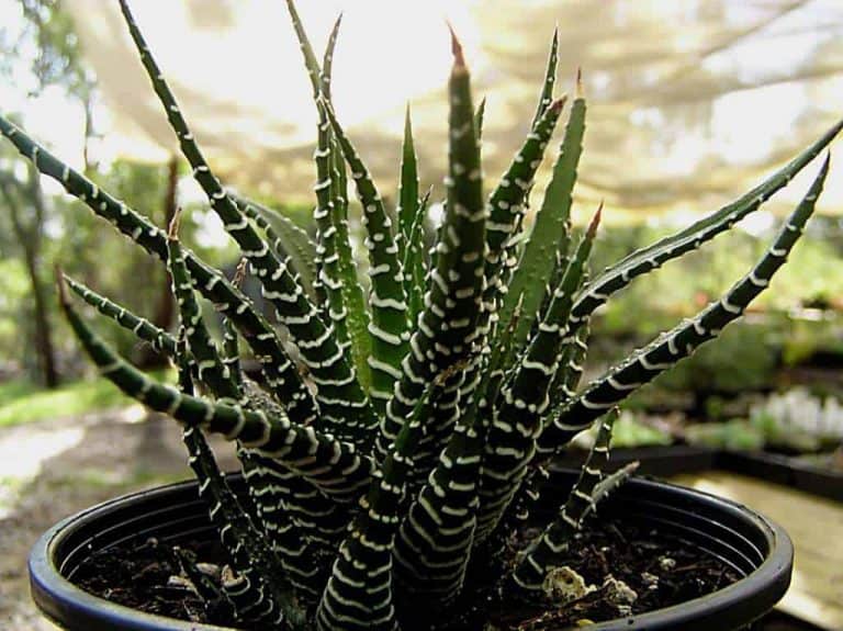 Haworthia Attenuata or Zebra Cactus Care Guide