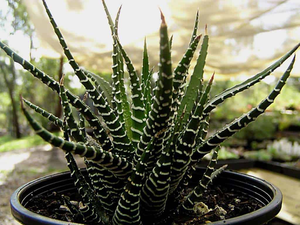 Haworthia Attenuata or Zebra Cactus Care Guide