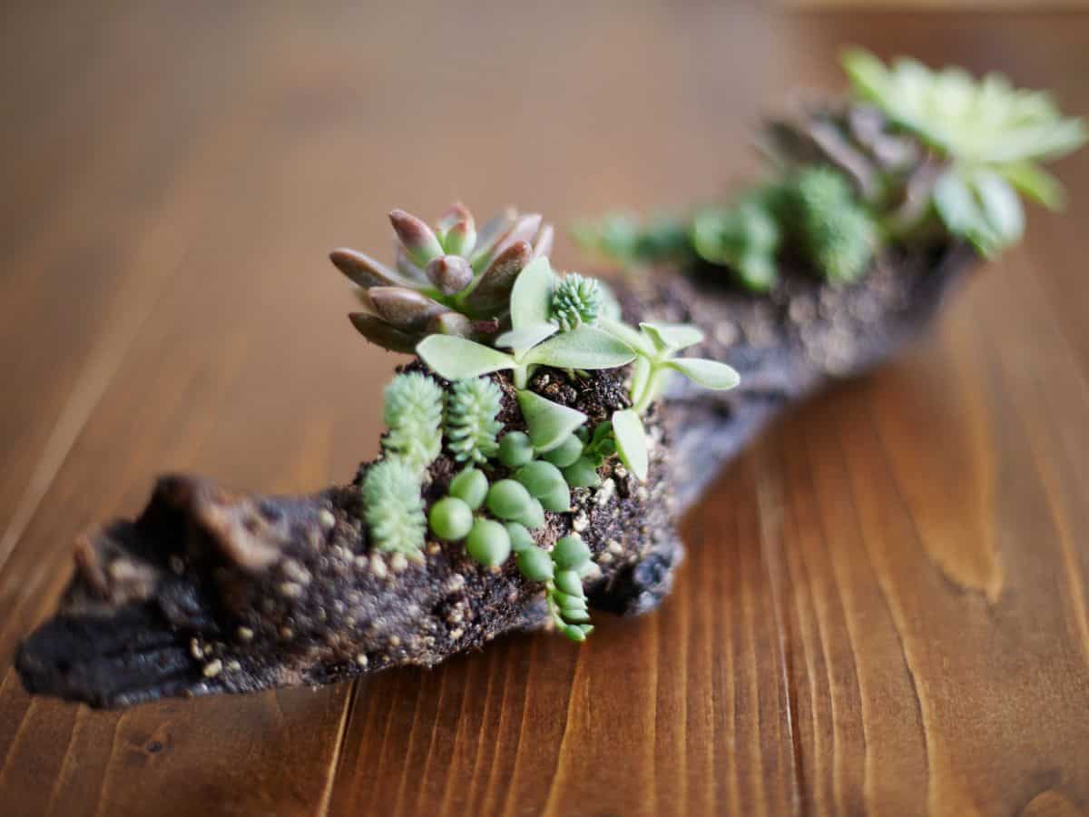 Succulent driftwood candelabra on the floor.