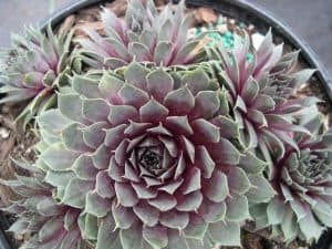 echeveria vs sempervivium
