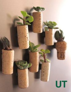 diy succulent project