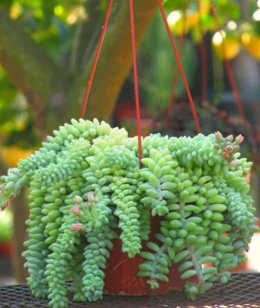 Sedum Burro�s Tail Sublime Succulents