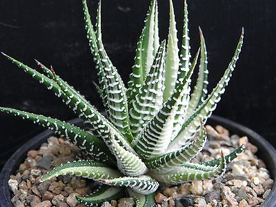 Haworthia attenuata – Zebra Cactus