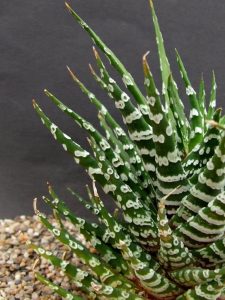 haworthia attenuata