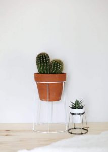diy succulent project