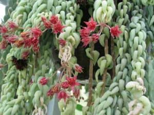 sedum morganianum